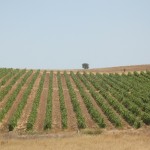 Винодельческий регион Португалии Алентежу