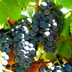 Дегустации Португальские сорта винограда