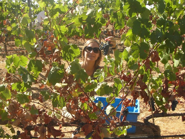 Сбор урожая - виноградники в Алентежу, Португалия
