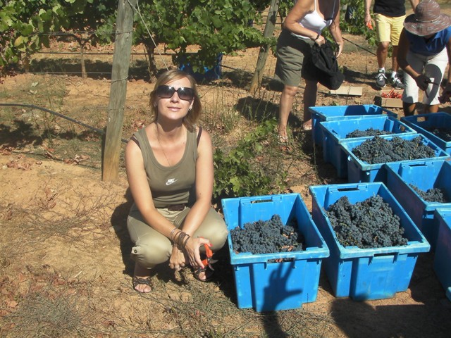 Собранный мной виноград в Casa de Santa Vitória - Алентежу, Португалия