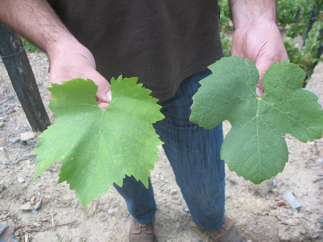 Листья португальских сортов винограда Торига Насионал и Тинта Рориш