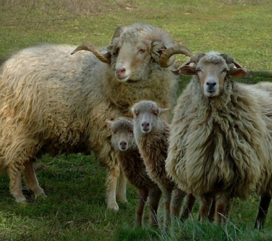 Овцы породы шурра да терра кенте или терринша
