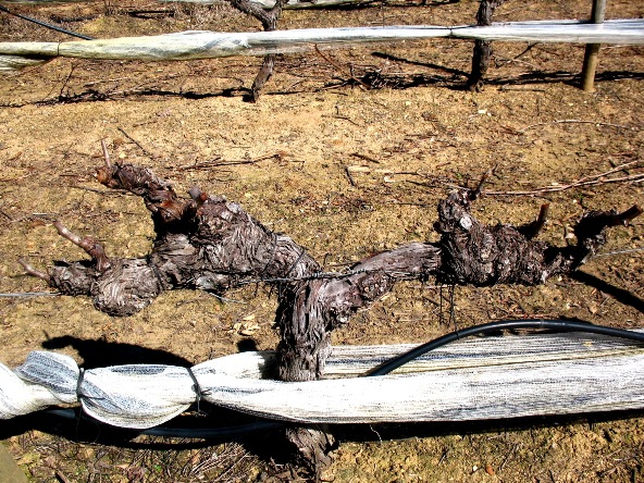 Виноградники Herdade da Calada, с сеткой от птиц и системой полива