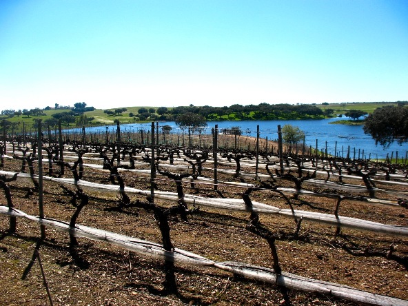 Виноградники Herdade da Calada, Алентежу, Португалия