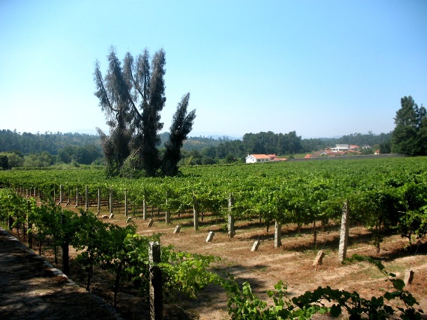 Зеленые вина, алваринью, виноградники