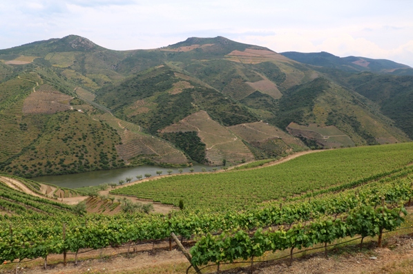 The vineyards of Quinta da Cabreira