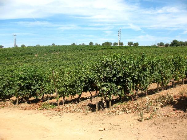 Виноградники Quinta do Mouro