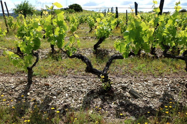 Old vines in Douro Superior